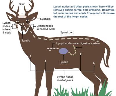 lymph nodes cwd herd chetekalert butchering connective tissues prions