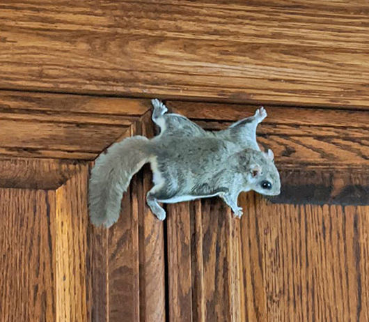 A Pair of Flying Squirrels taken in a 5x5x24 Comstock Live