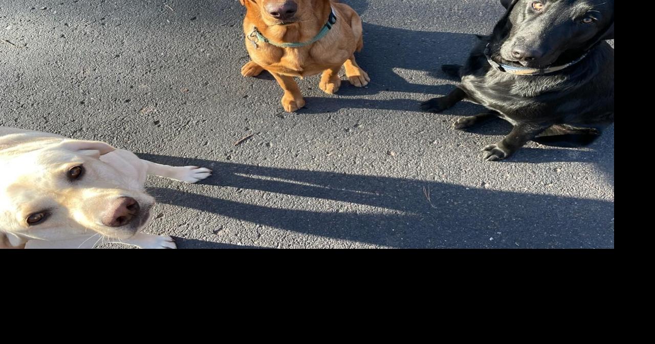 Local dog survives black bear attack Top Stories