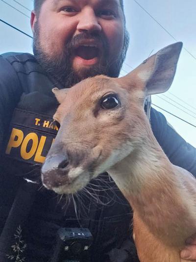 Deer