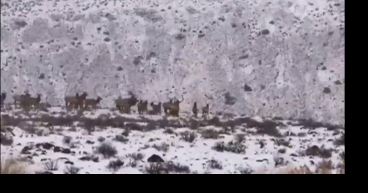 More than 1,000 elk cross highway near Ellensburg Archives