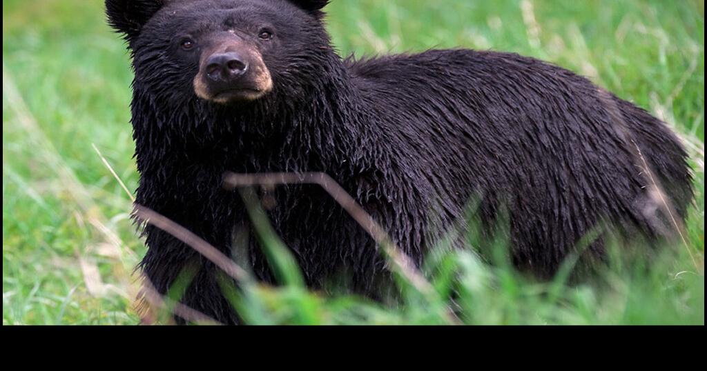 WILDLIFE How many black bears in the U.S.? Over 300,000 Archives