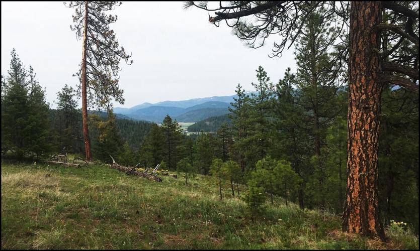 Chewelah Valley Land Trust moving forward Archives