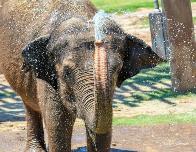OKC Zoo adjusts hours due to summer heat | News ...