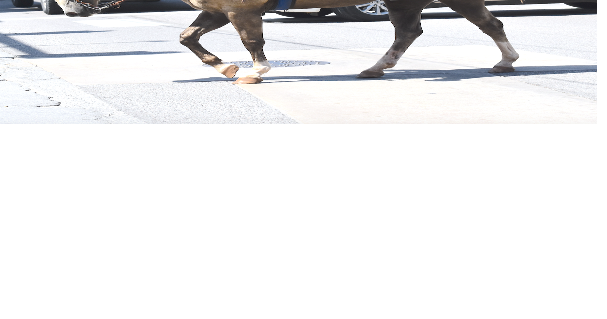 Chickasha Rodeo Parade clipclops down Chickasha Ave. News