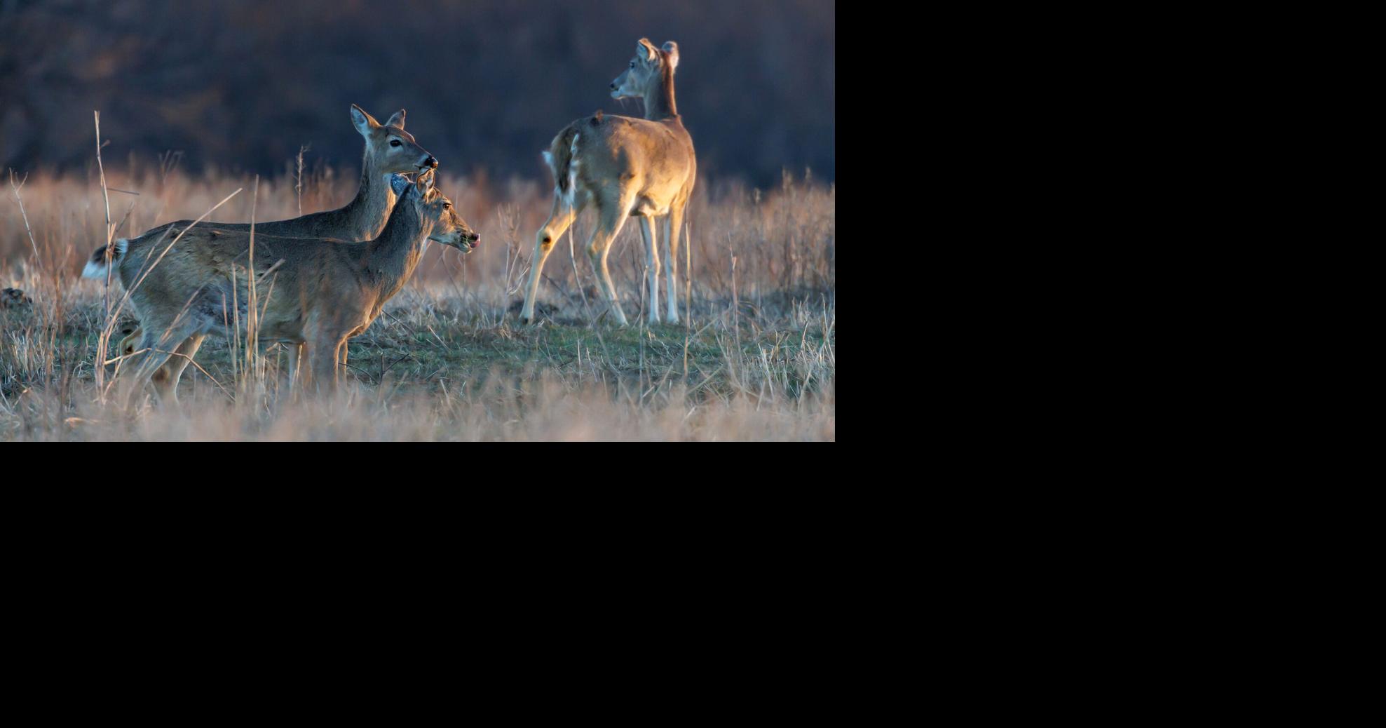 Chronic wasting disease is in Oklahoma; what you need to know