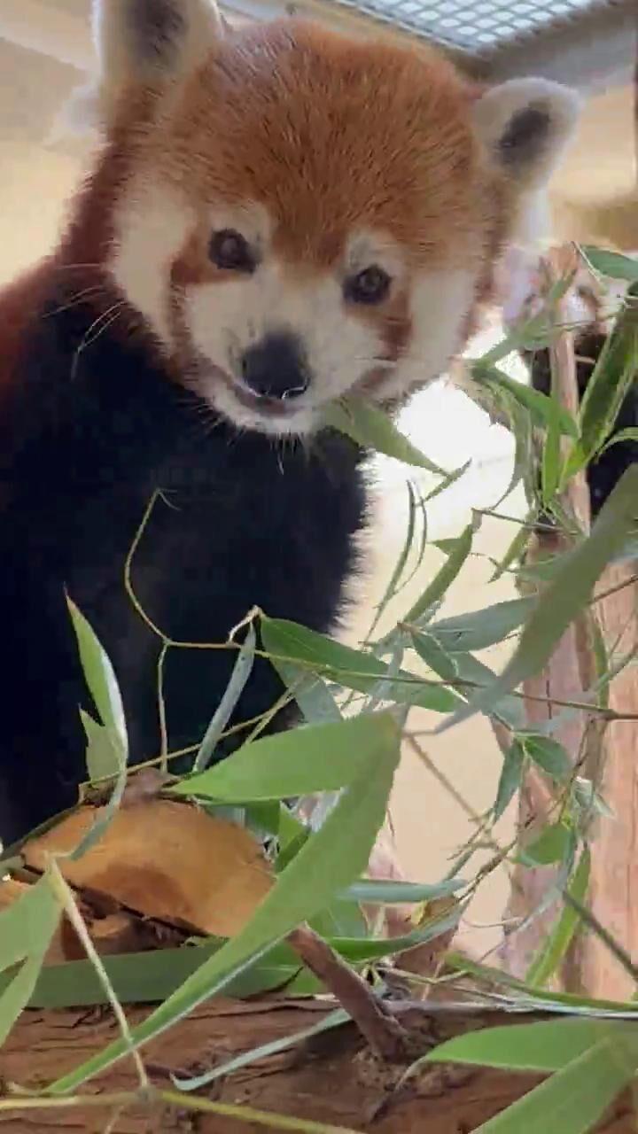 Red panda Benjamin