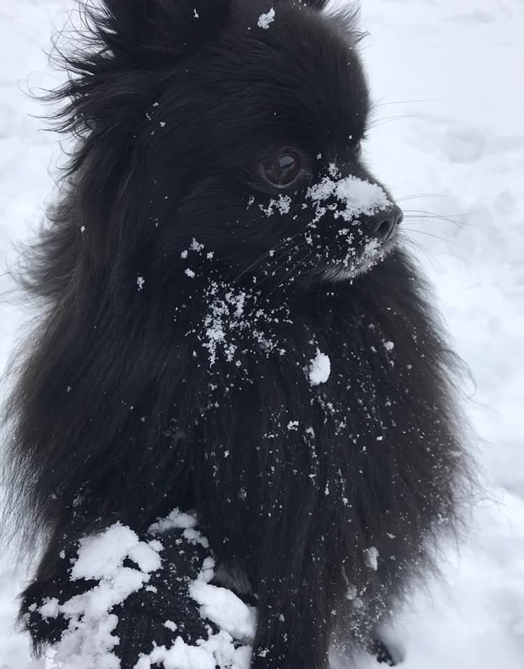 Snow loving fur baby