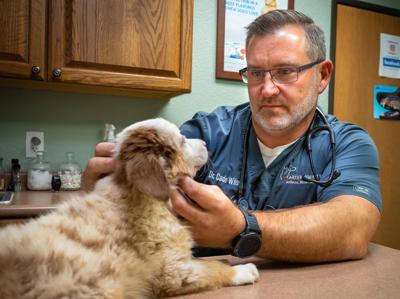 Veterinarians, pet owners struggle with payment plans | Community |  