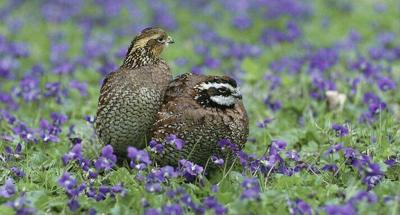 Audubon Conservation Ranching Initiative In Oklahoma Free Webinar March 24 Community Chickashanews Com