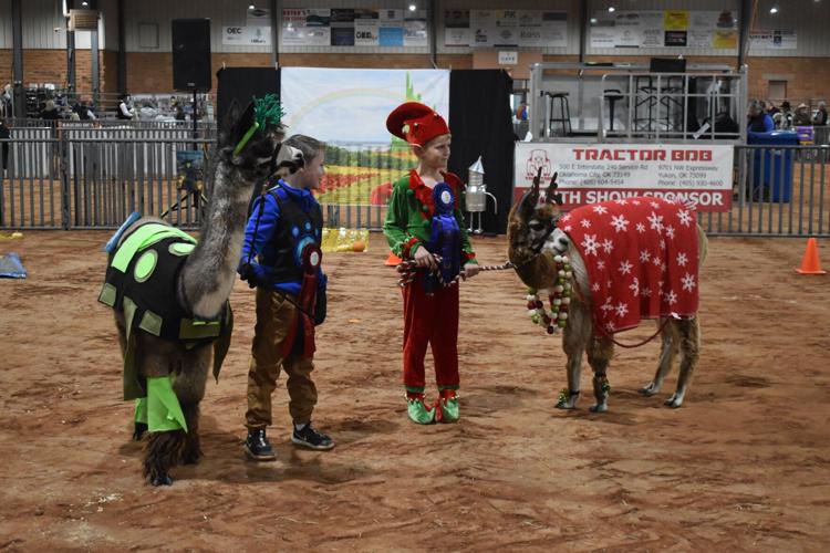 GALLERY Alpacas in costume at Grady County Fairgrounds 'Alpaca