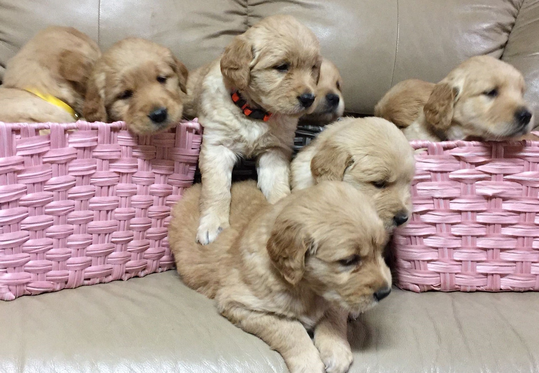 Akc Golden Retriever Puppies Born 10 26 19 Ready To Go 1st