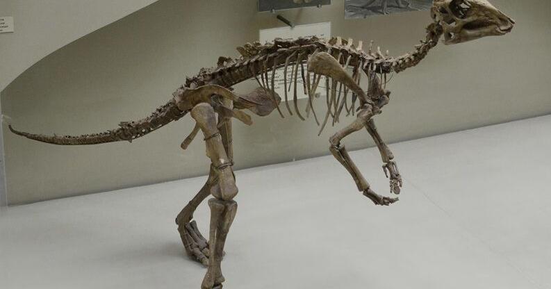 'Chicken from hell' once roamed the Midwest, study says - Vimarsana News