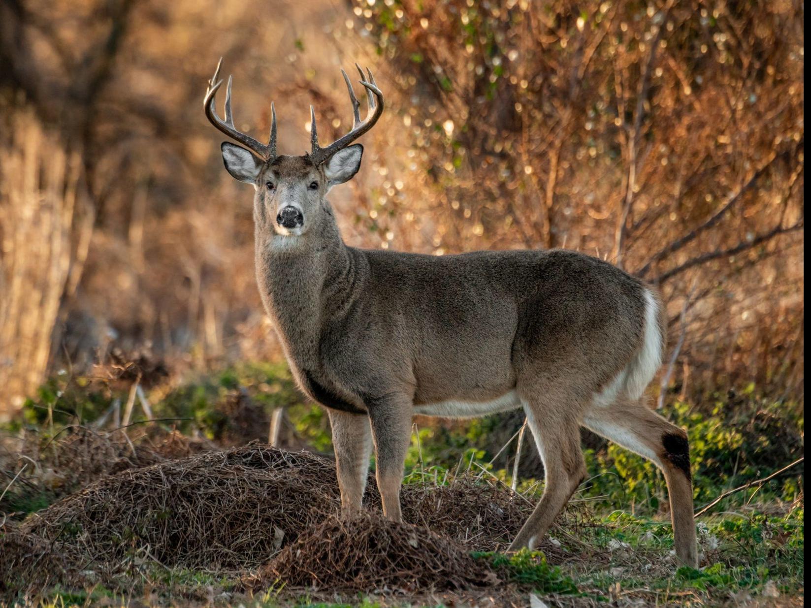 Changes Made For 2019 Wisconsin Gun Deer Hunting Season To Fight Overpopulation Disease Spread Local News Chippewa Com