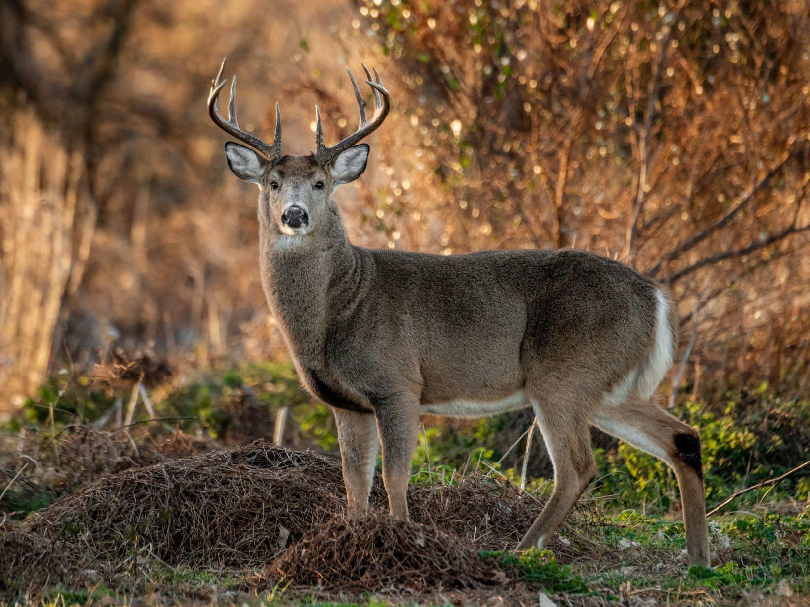 Changes Made For 2019 Wisconsin Gun Deer Hunting Season To Fight Overpopulation Disease Spread Local News Chippewa Com