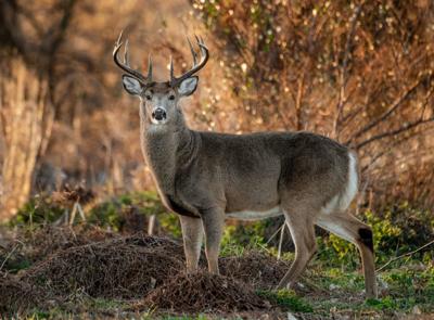 Changes Made For 2019 Wisconsin Gun Deer Hunting Season To
