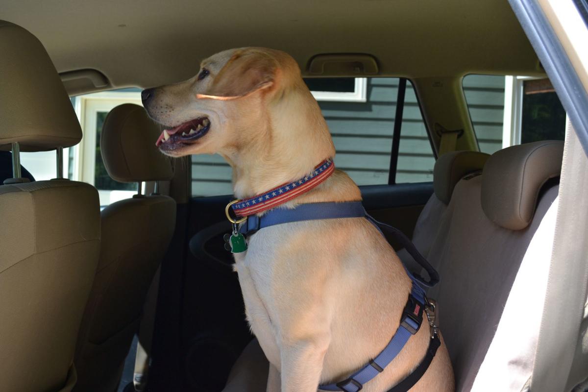 Shopping for a Pet-Friendly Vehicle? Here’s What to Look For - Image