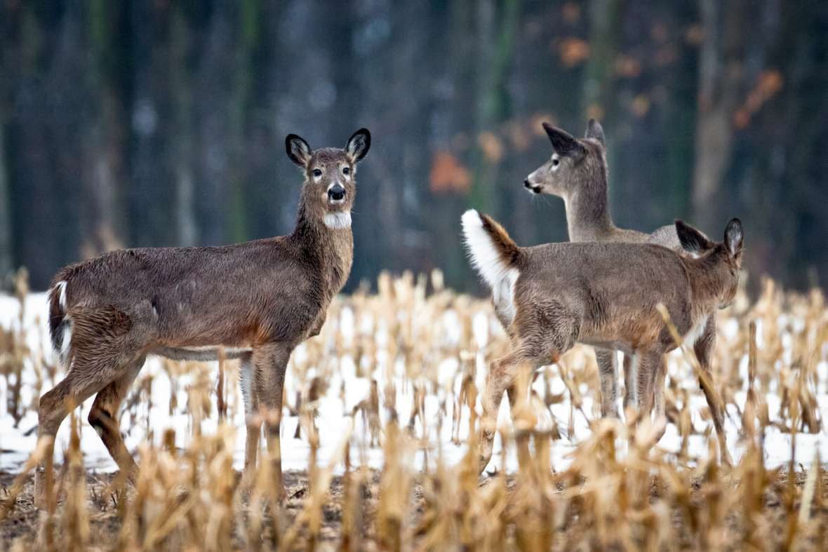 CWD detection in a wild deer in Eau Claire County will result in a