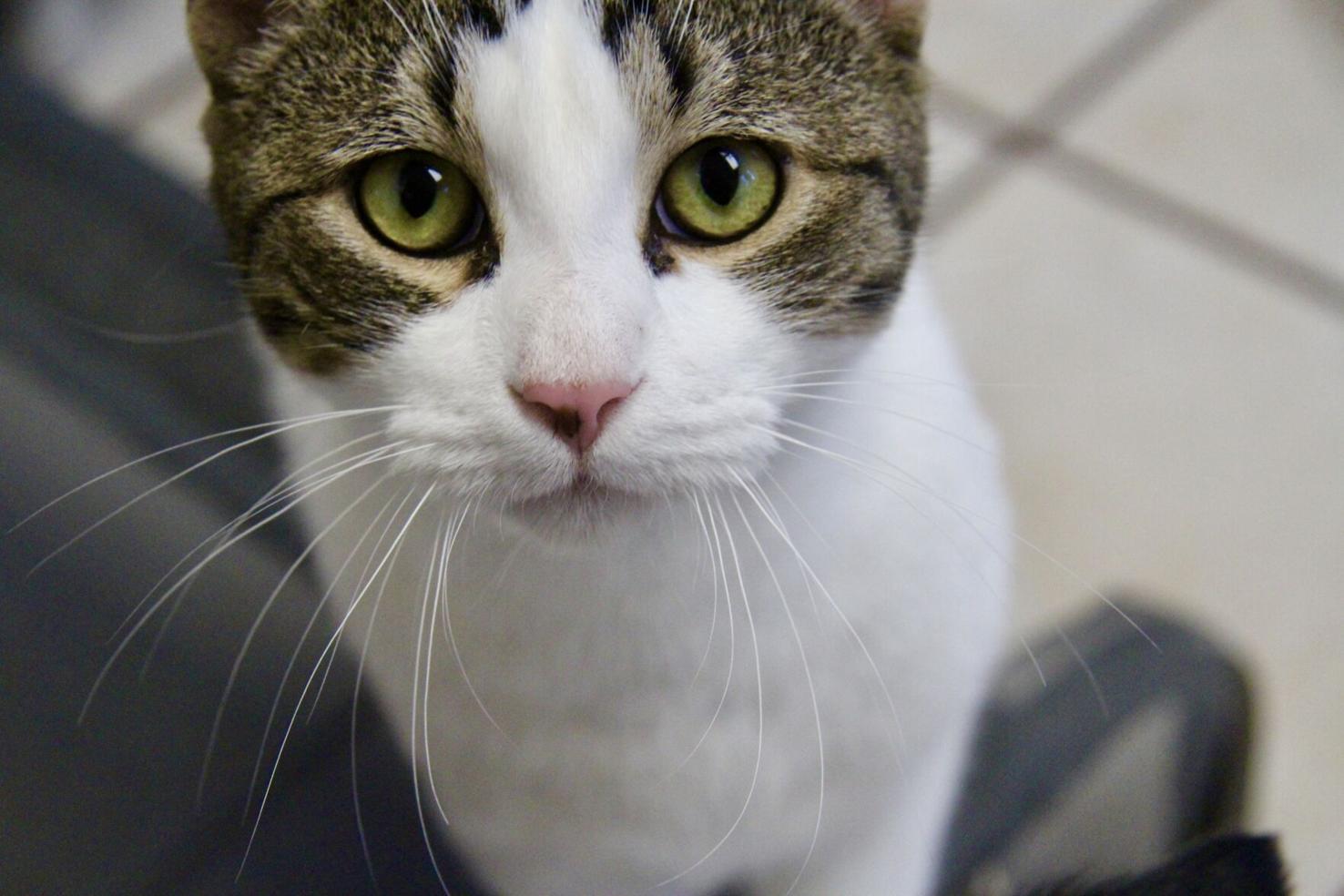 Morrie's Auto Group hosts grand reopening celebrations