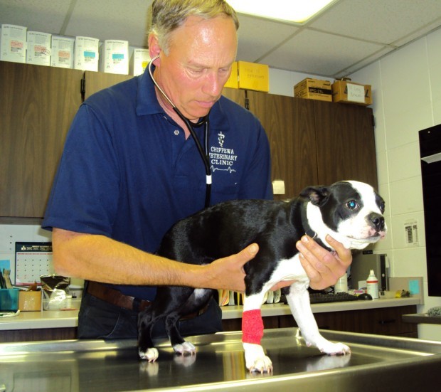 Pet care Wayne Griffin of Chippewa Veterinary Clinic