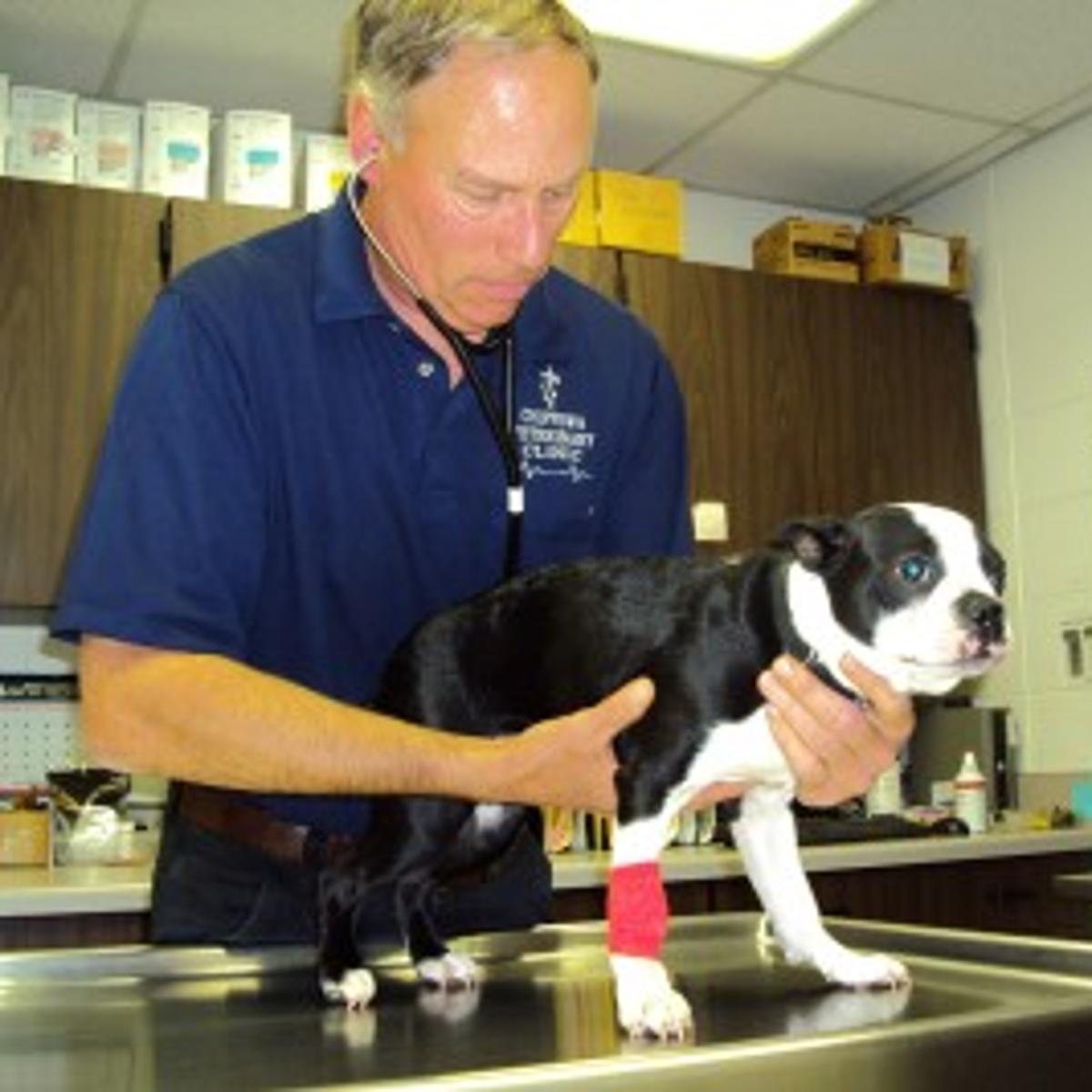 Local Experts Give Advice On Pet Ownership Pets Chippewa Com