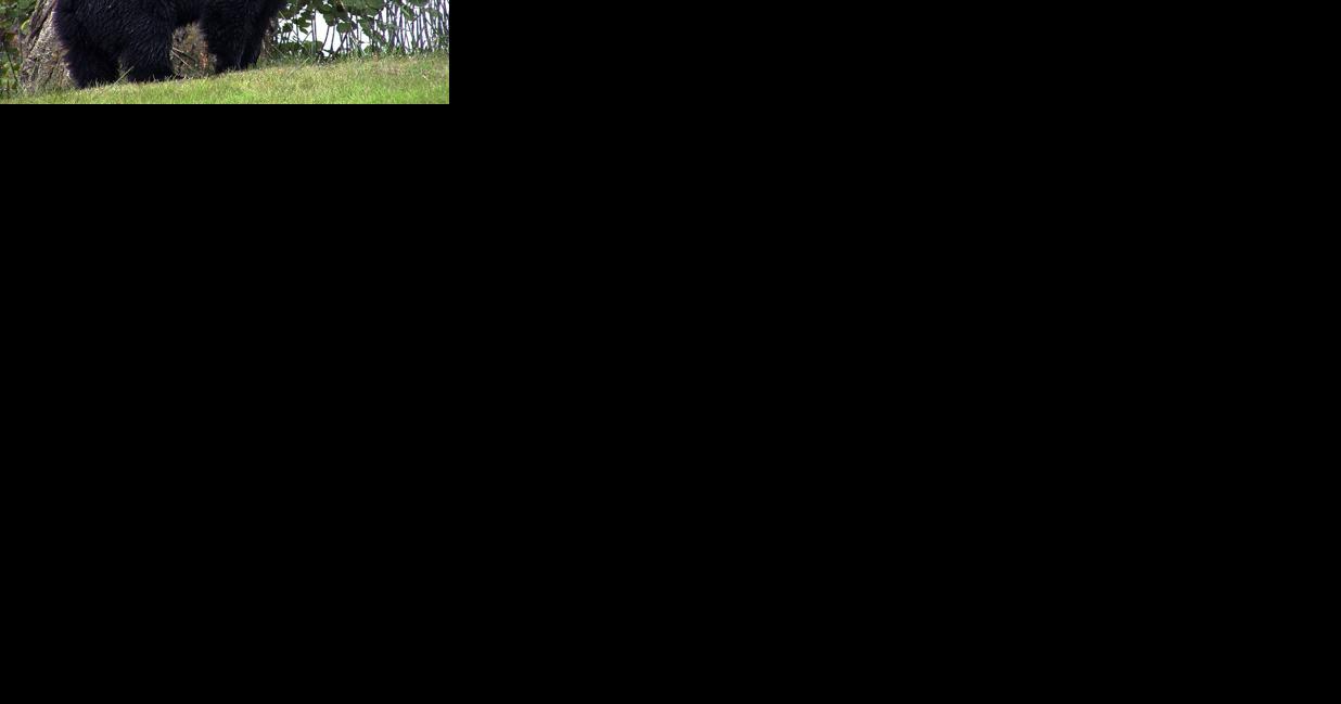 Bear living near Chippewa Valley Regional Airport relocated to northern Wisconsin - Vimarsana News
