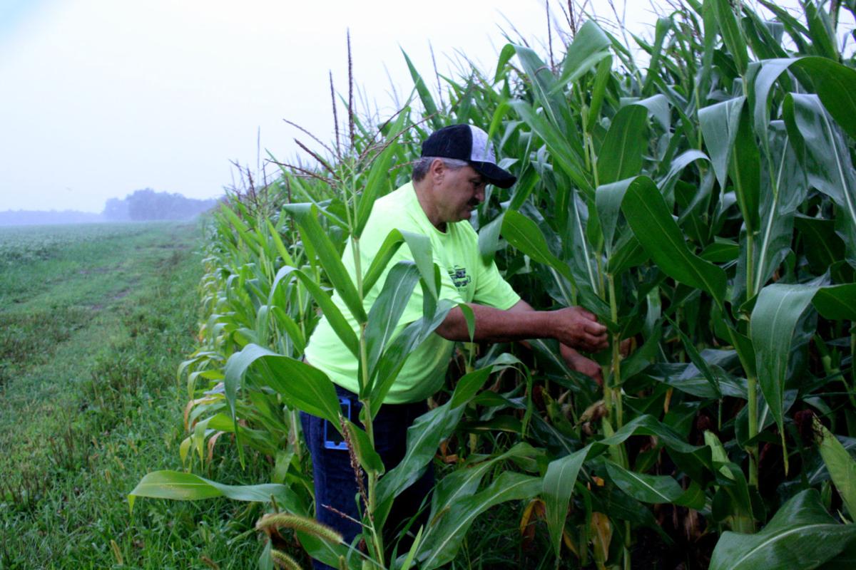 Wisconsin leading the country in quality corn production Local News