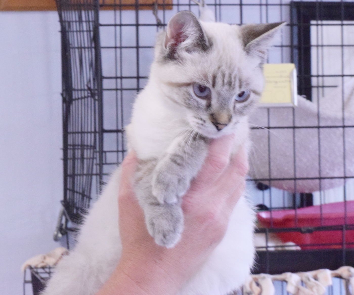 Photos pet profiles at the Chippewa County Humane Association