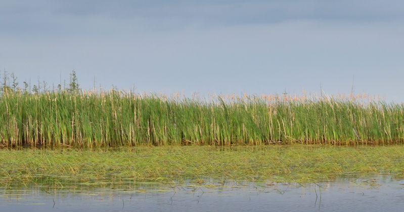 After years of decline, wild rice crop rebounding, at least for now