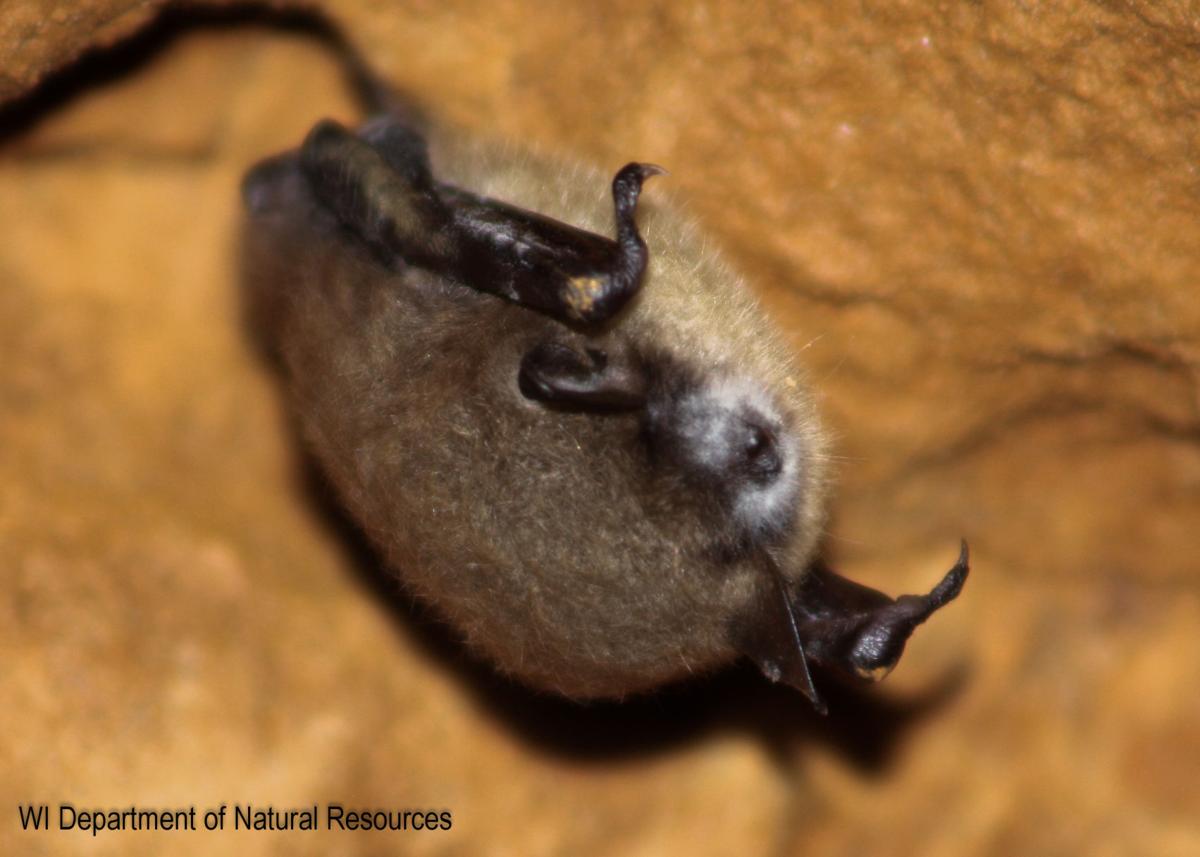 Disease that killed millions of insecteating bats has now hit
