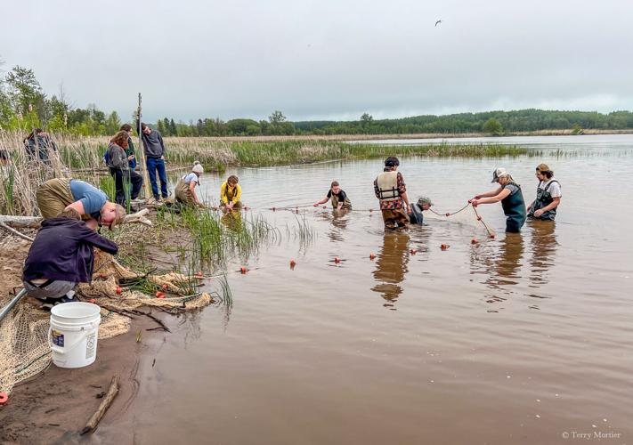 Summer Ichthyology