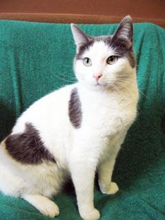 Peanut is a 1-year-old, grey-and-white, domestic ...
