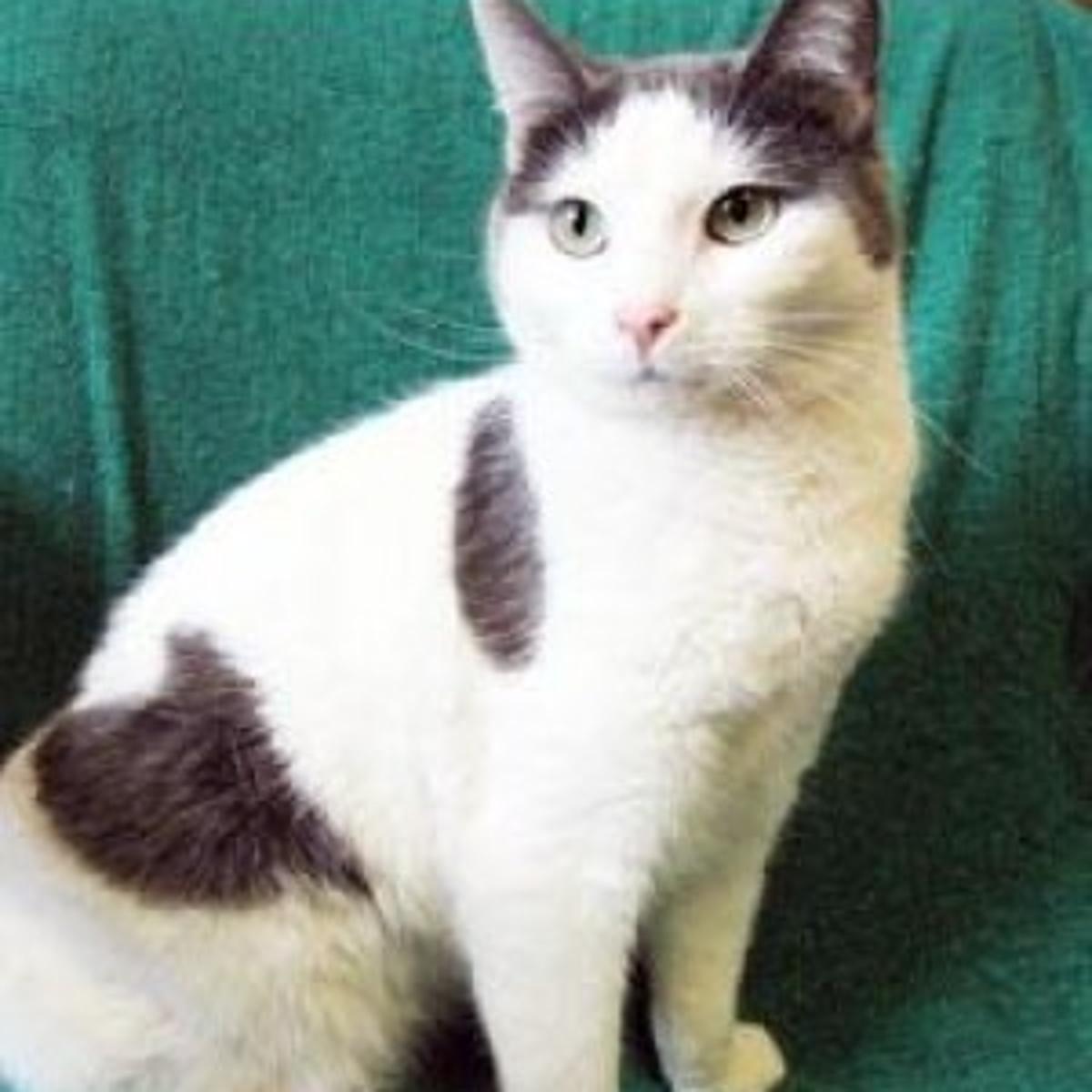 Peanut Is A 1 Year Old Grey And White Domestic Shorthair Cat