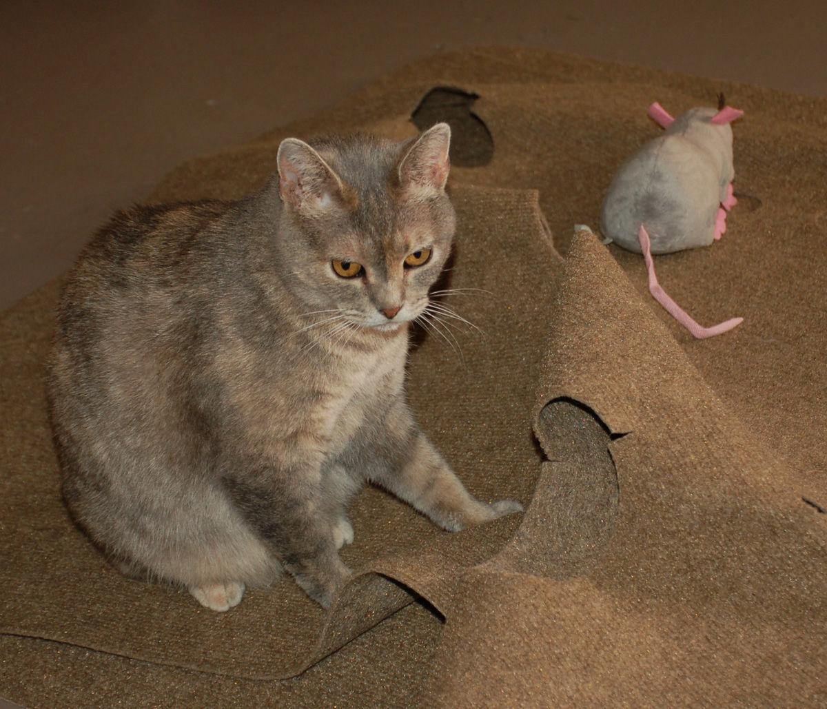 Curiosity May Save The Cat S Local News Chippewa Com