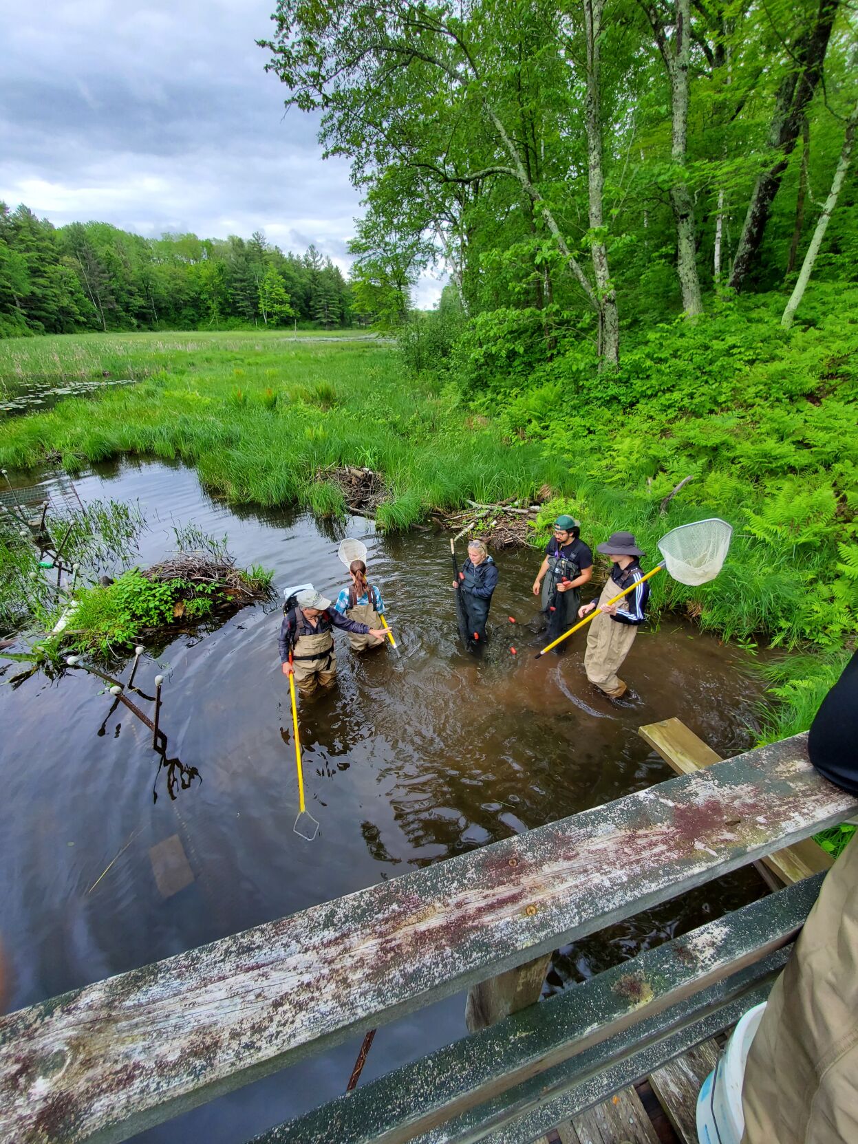 Summer Ichthyology