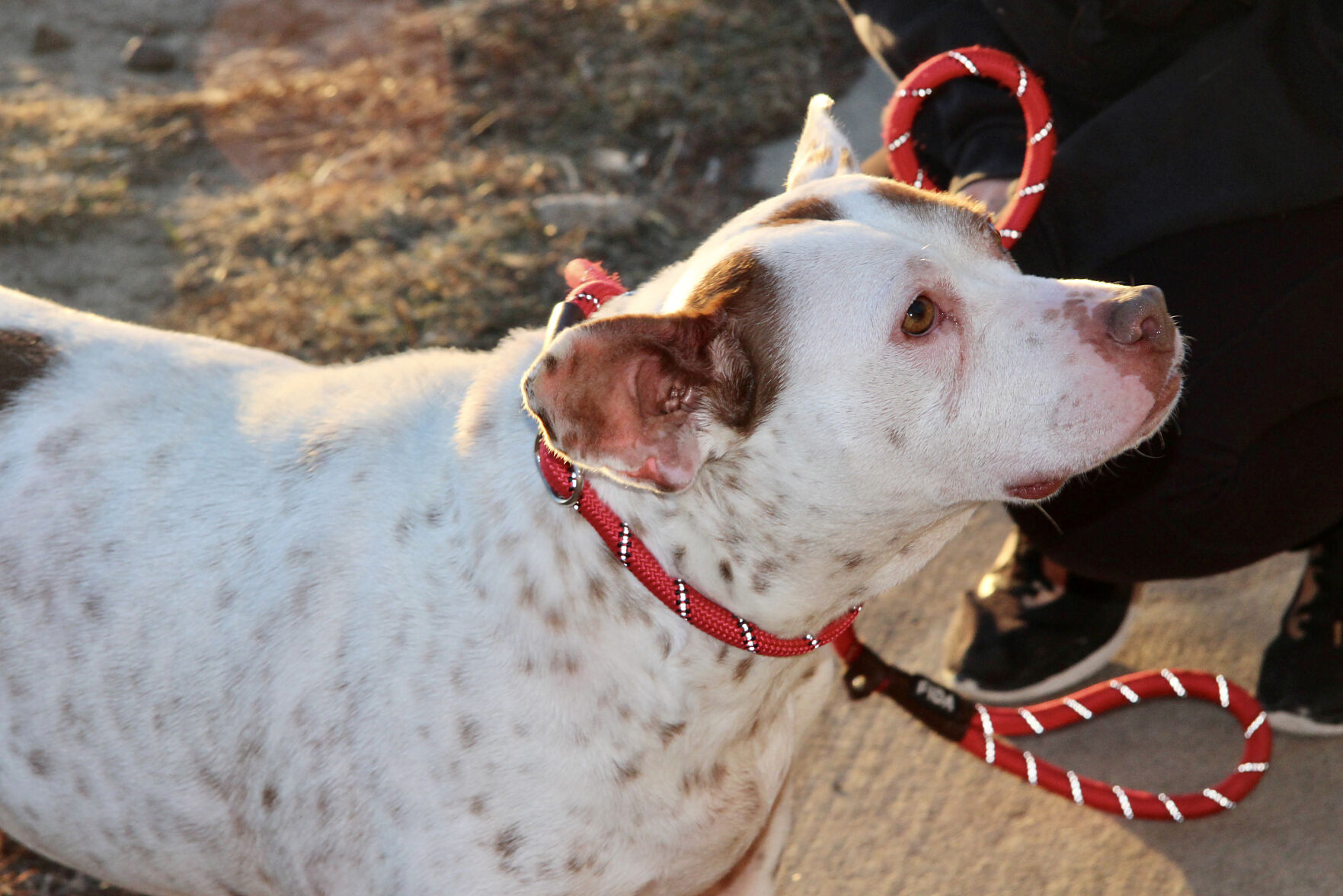 Chippewa Humane Association rescues animals to help them find