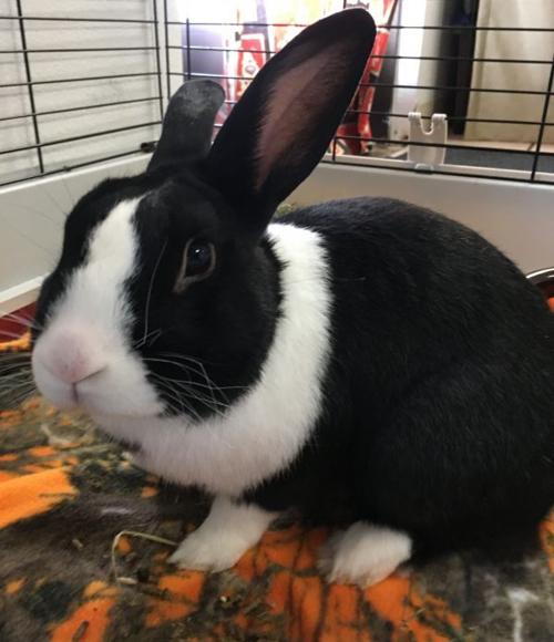 Oreo