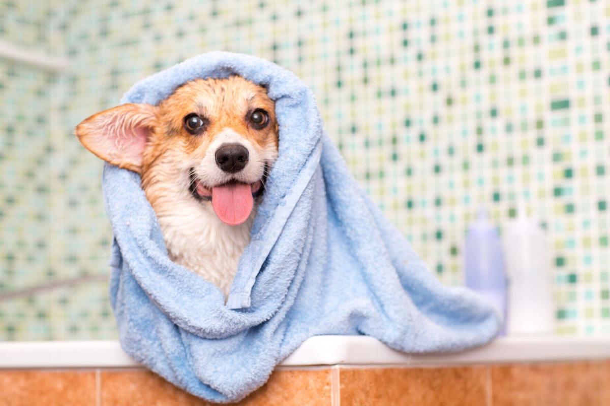 Keeping your Pooch Pristine: What’s the perfect sudsing schedule for your furkid? - Image