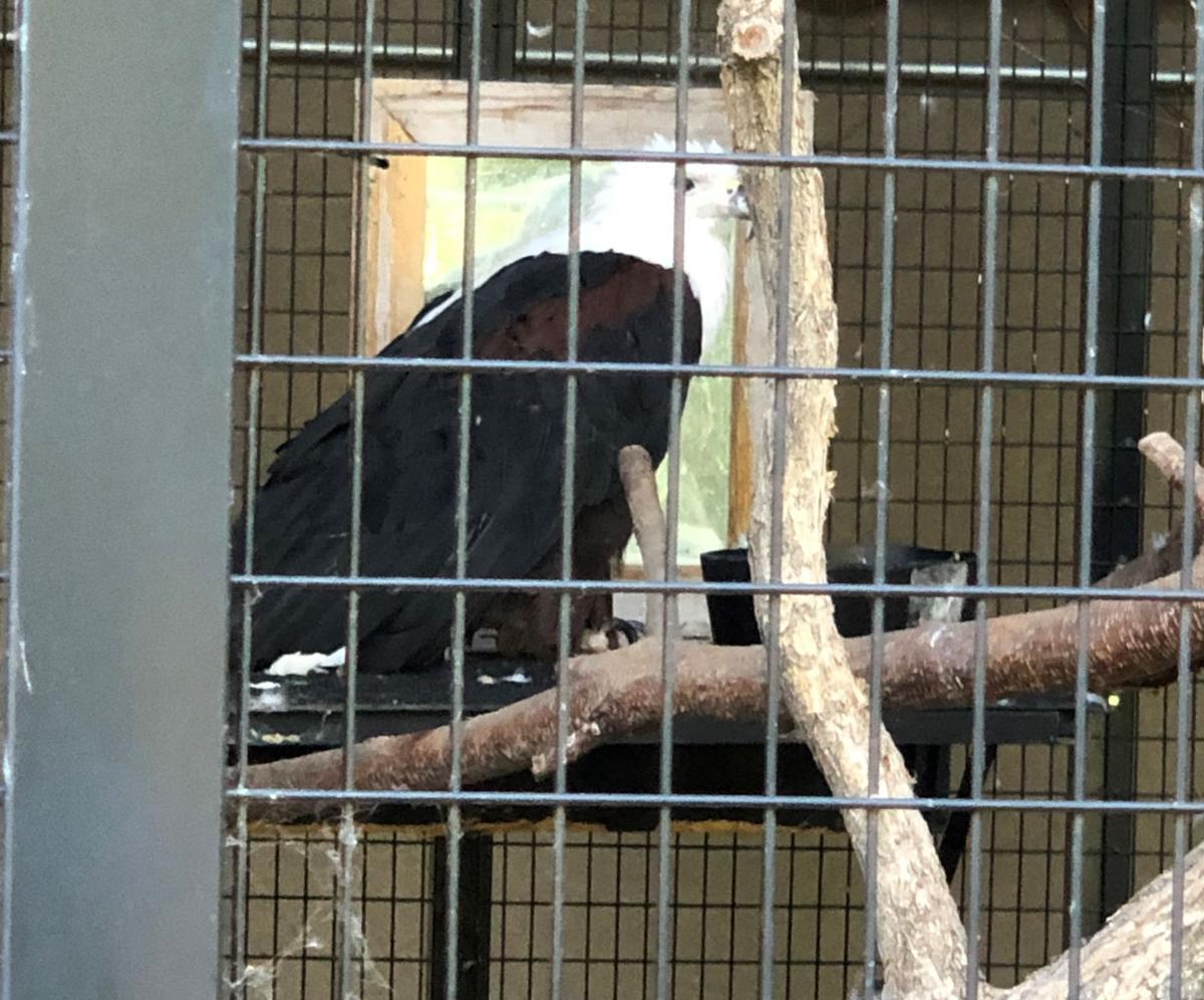 Irvine Park Petting Zoo