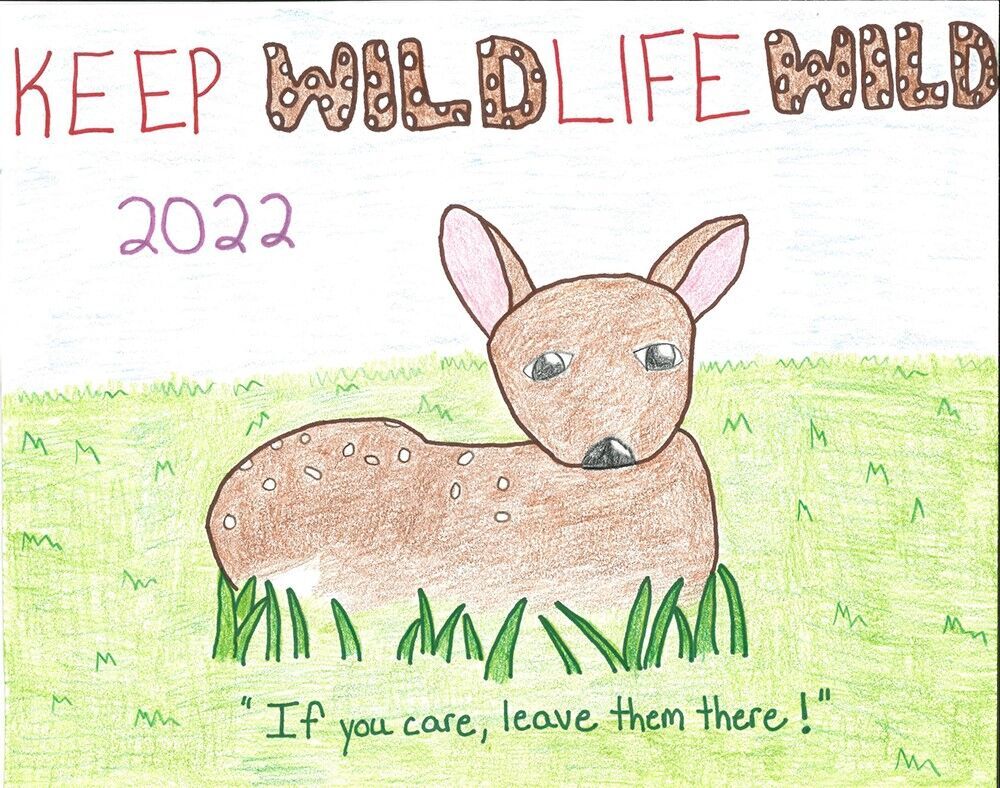 Save Wildlife Drawing: Protect Forests on World Wildlife Day
