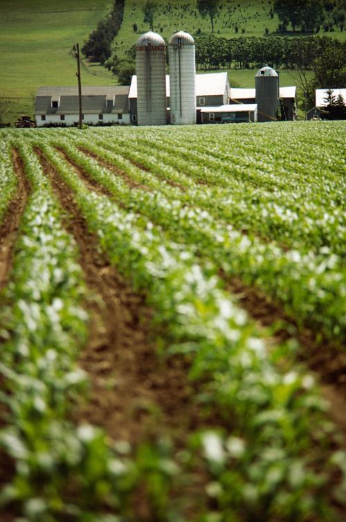 Wisconsin farmland value steady as cropland prices drop Local News