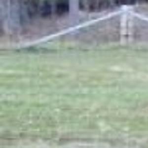 Bambi Is A Two Year Old American Staffordshire Terrier Yellow Lab