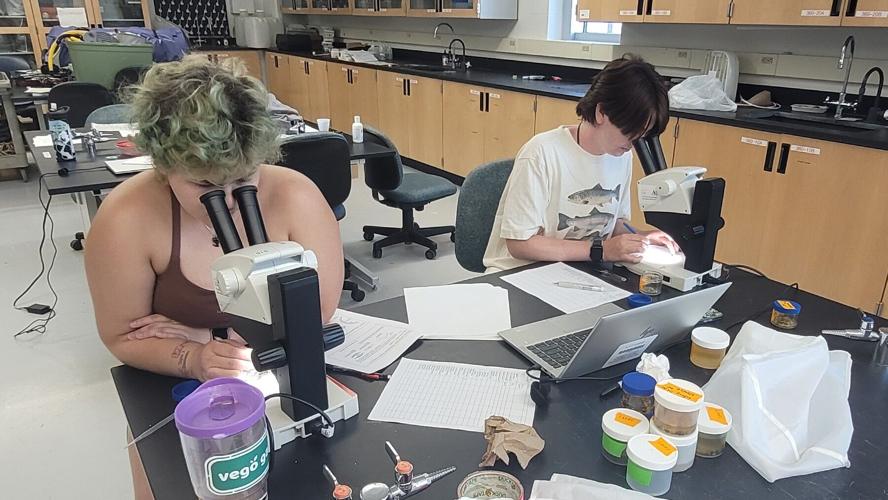 Working in the lab