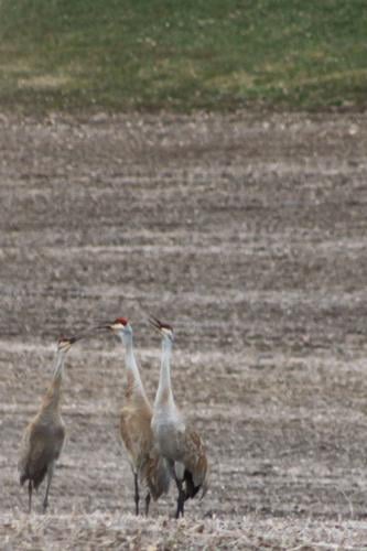 This is what a sandhill crane sounds like