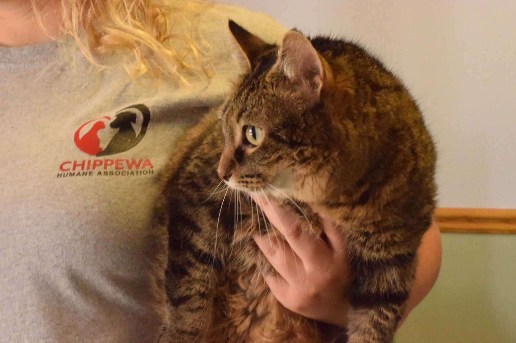 Photos pet profiles at the Chippewa County Humane Association