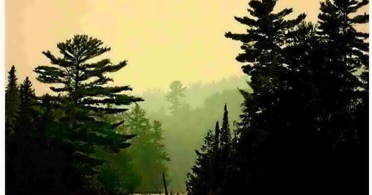 Drought and dead wood stacked the deck for the Boundary Waters wildfires