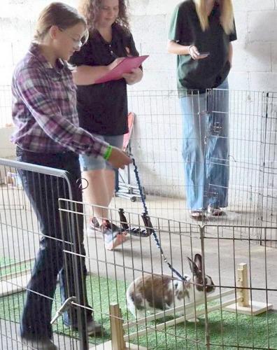 Rabbit Hopping Competition