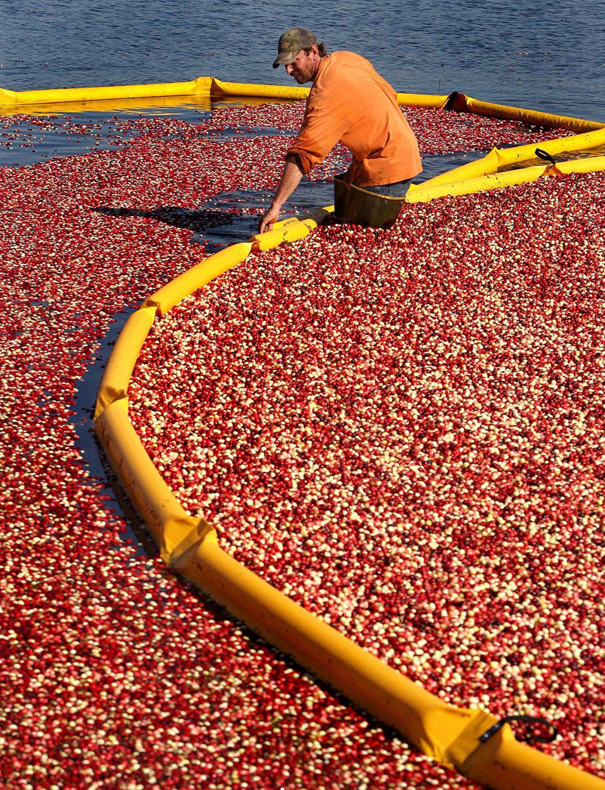 Just how healthy are cranberries? State & Regional