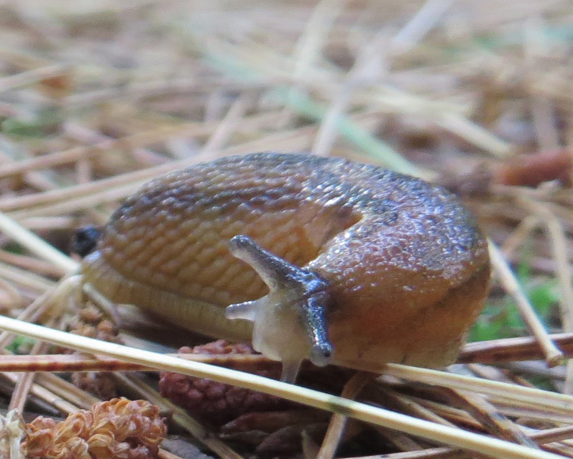 Slippery slug