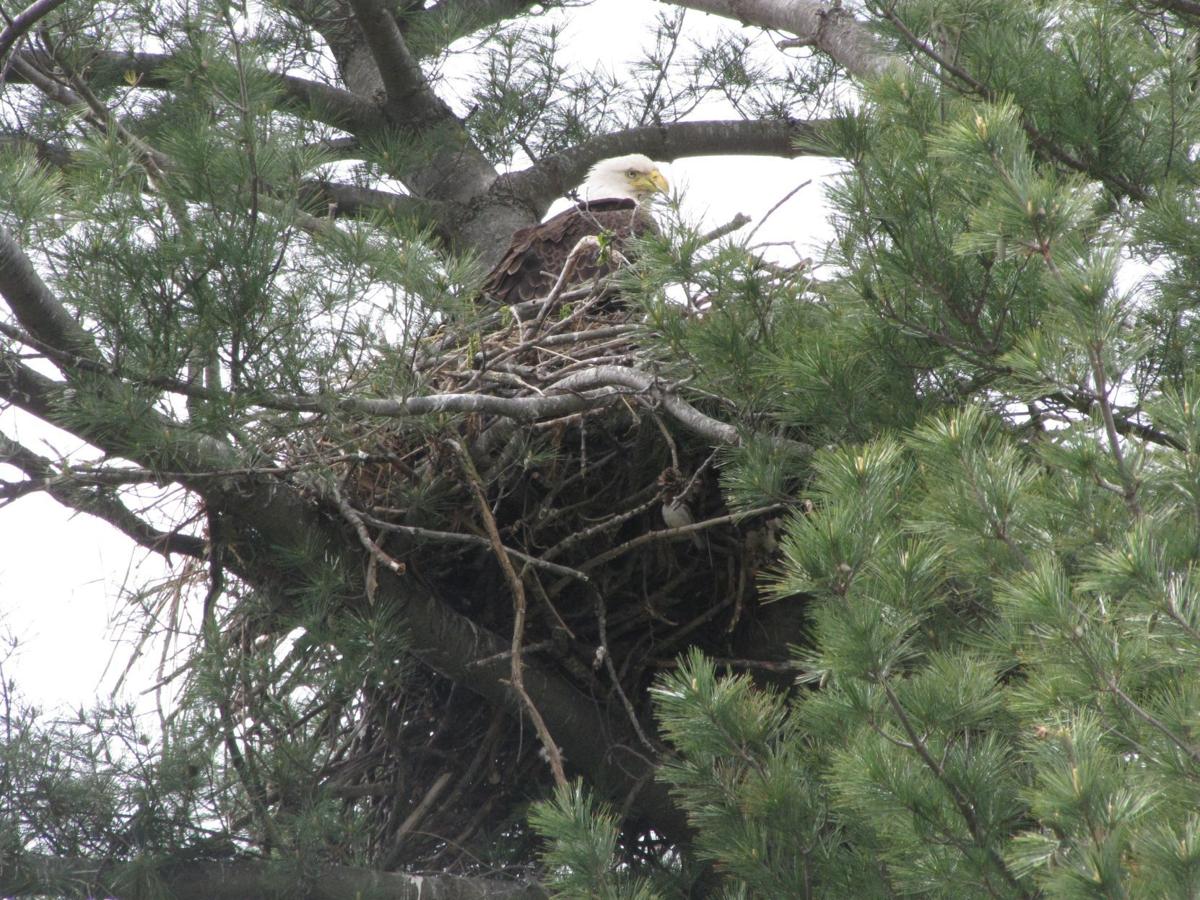 Nest